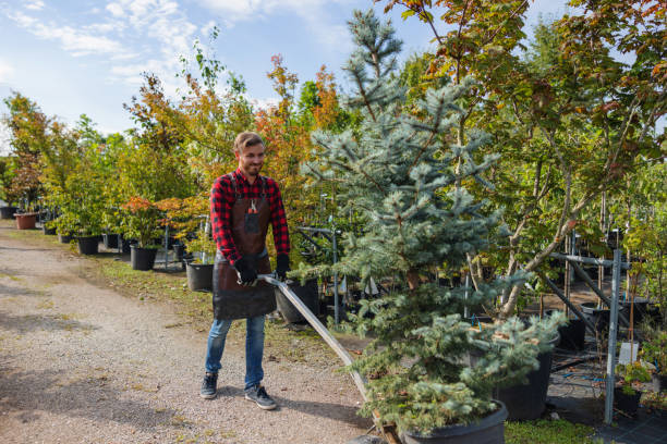 Professional  Tree Services in Heath, OH